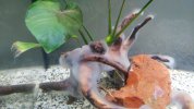 Acuario ciclando con anubias.jpg