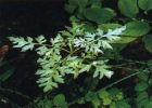 ceratopteris_thalictroides.jpg