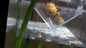 IMG-20170416-WA0005.jpeg