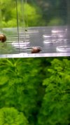 acuario (37).jpg
