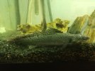 IMG-20171010-WA0018.jpg