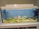 acuario dia 2.jpg acuario dia 2.jpg