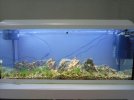 acuario.jpg acuario.jpg