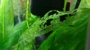 IMG-20180203-WA0018.jpg