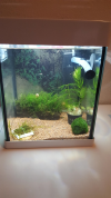 acuario gambas.png