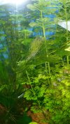 IMG-20180605-WA0011.jpg