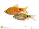 rosy-barb-male-pethia-conchonius-freshwater-tropical-aquarium-fish-90392457.jpg