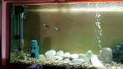 IMG-20180703-WA0002.jpeg