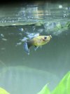 Guppy 2.jpg Guppy 2.jpg