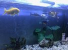 peces 1.jpg