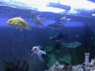 peces 2.jpg