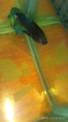 IMG_20181114_154106.jpg IMG_20181114_154106.jpg