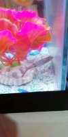 IMG-20181229-WA0075.jpeg
