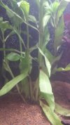 planta 2.jpg