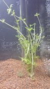 planta 3.jpg