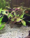 planta acuario.jpg