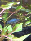 platy azul.jpg