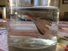 guppy aleta rota 3.jpg
