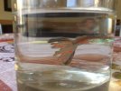 Guppy aleta rota.jpg