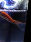 Cola peces2.jpg