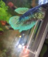 betta con luz.jpg