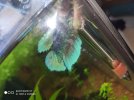 betta 3.jpg
