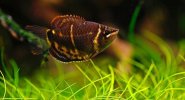 Gourami Chocolate.jpeg