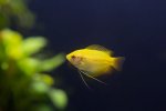 Gourami Colisa Chuna amarrillo.jpeg