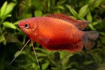 Gourami Colisa Chuna Rojo.jpg