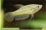 Gourami pigmeo - Enano.jpeg