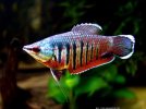Gourami Samurai.jpeg
