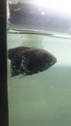 IMG-20200118-WA0014.jpeg