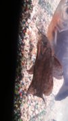 IMG-20200411-WA0052.jpeg