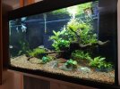 acuario 2.jpg acuario 2.jpg