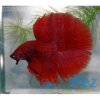 betta-super-red-halfmoon.jpg