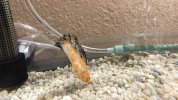 A68B8816-E21A-4354-BAD2-2D808822DADF.jpeg A68B8816-E21A-4354-BAD2-2D808822DADF.jpeg