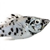 tiito