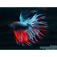 adrifdezrb