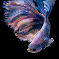Adonis