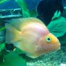 Arwen
