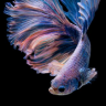 Adonis