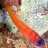bluebanded goby