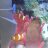 Pez_adicto