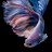 Adonis