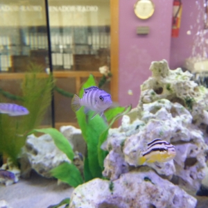 Acuario con ciclidos