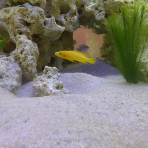 Acuario con ciclidos
