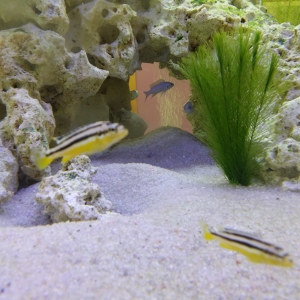 Acuario con ciclidos