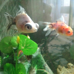 Goldfish