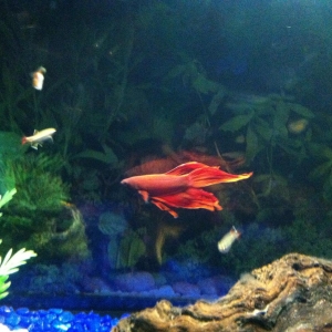 Betta