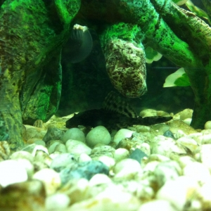 Pleco